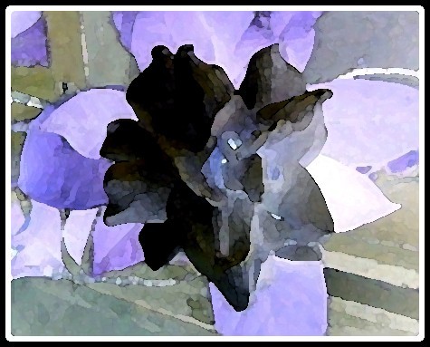 FLEUR DE NOIR