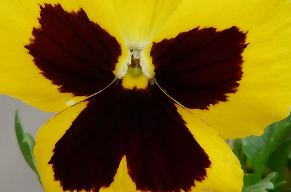 Yellow Pansie
