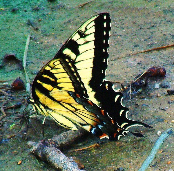 Swallowtail Butterfly view 3