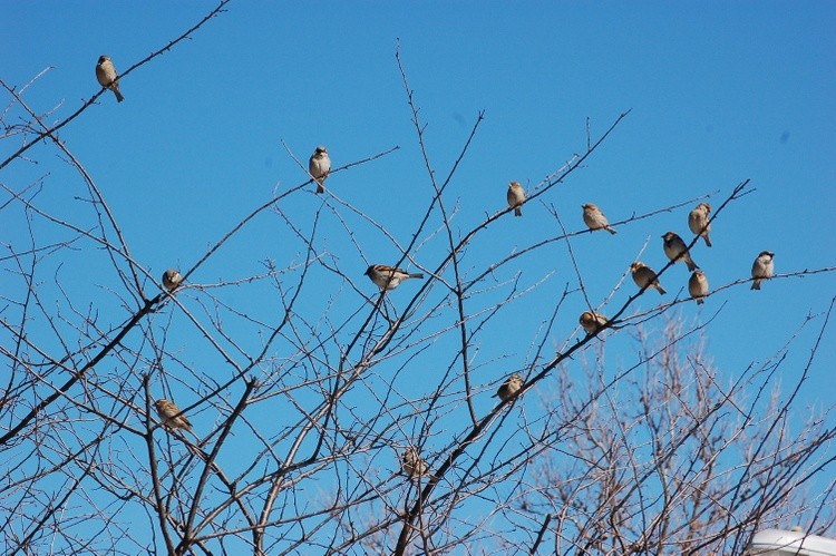 Sparrow Tree in Blue Sky
