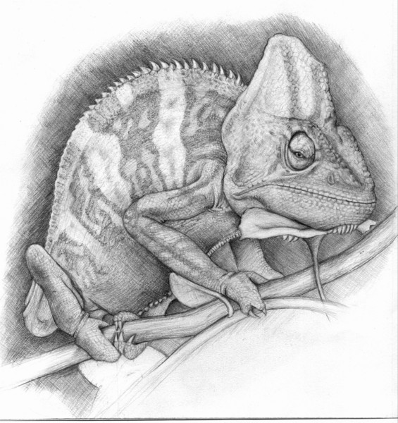 Chameleon