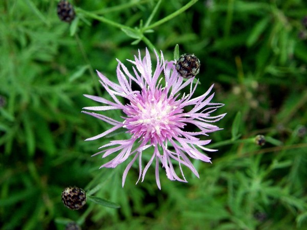 Roadside Wildflower