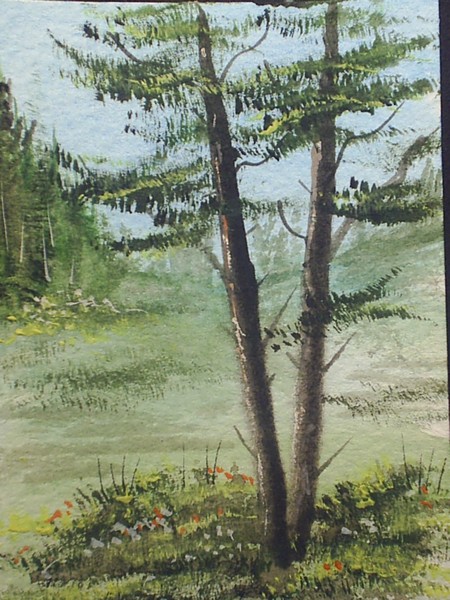 tall trees