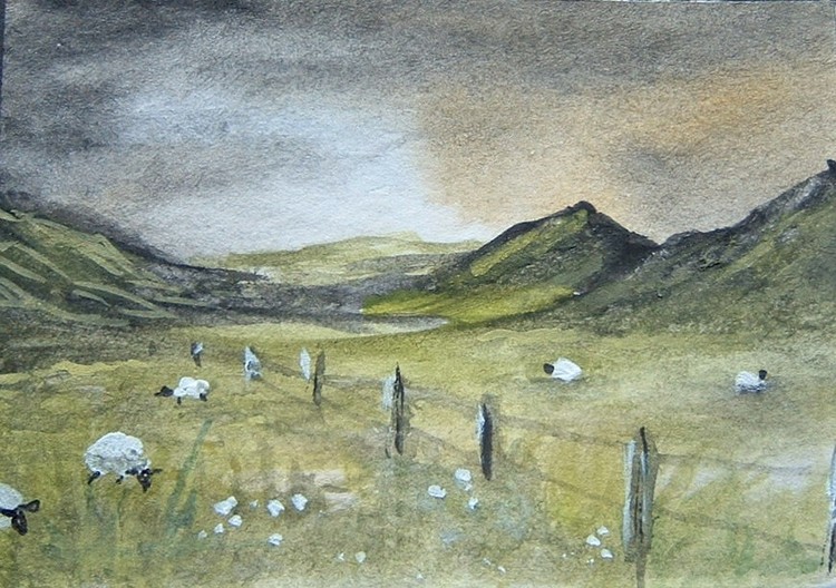 Welsh Mountain sheep