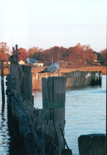 birds
