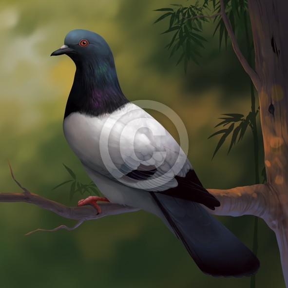 Pigeon