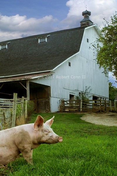 barn pig