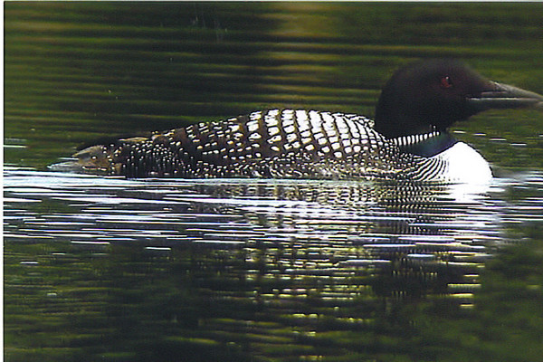 COMMON LOON 