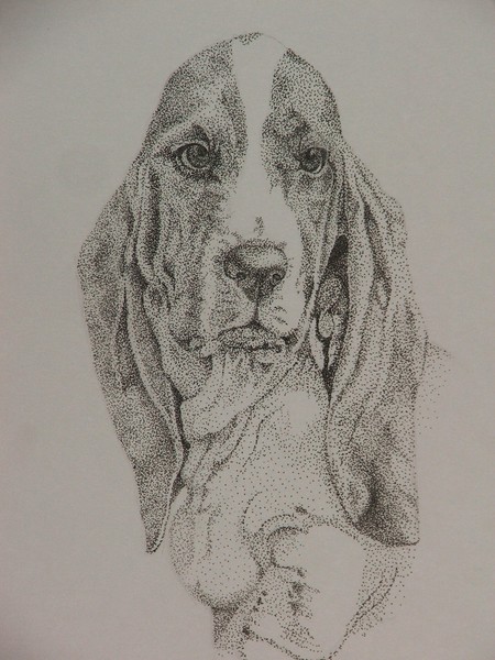 Basset Hound