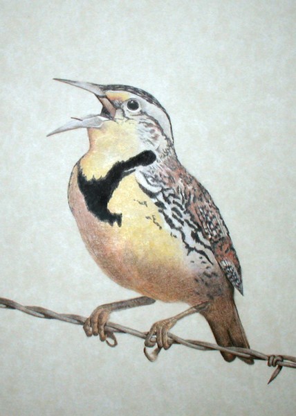 Meadowlark
