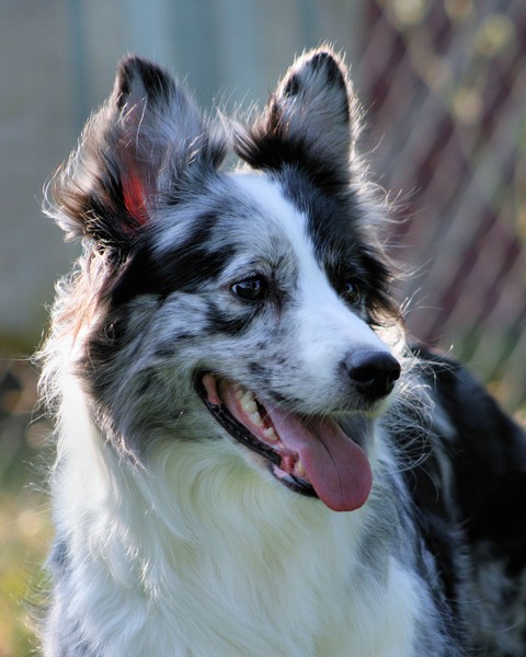 Gracie 2