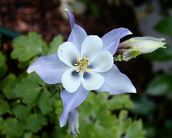 Columbine