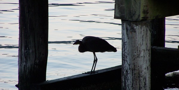 Under the wharf
