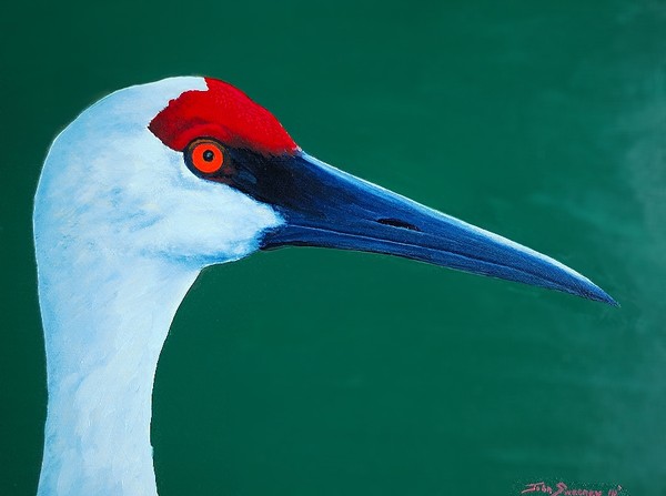 Sandhill Crane Portrait