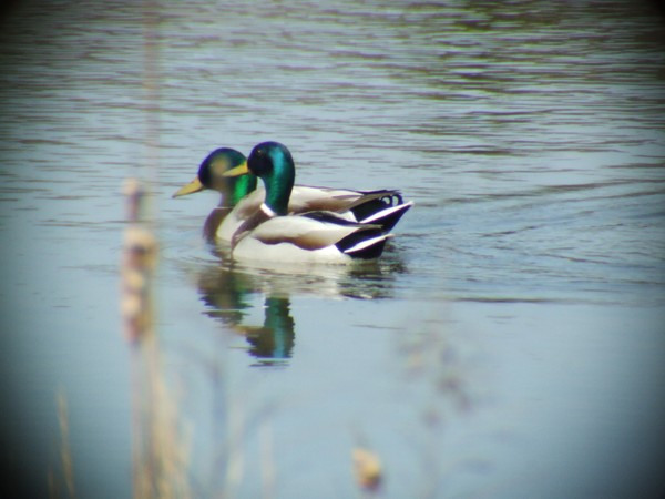 GreenHeads
