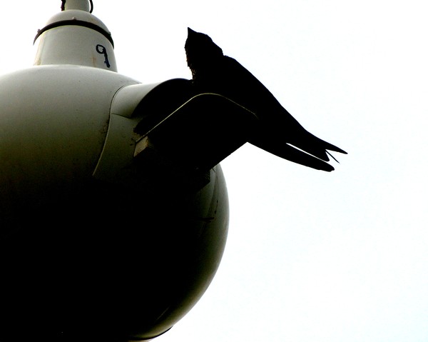 'Bird on Porch'