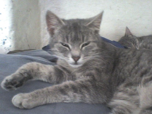 my cat