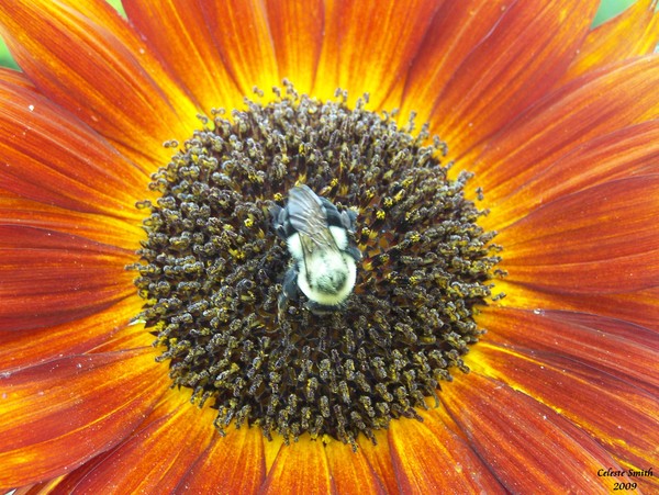 Bursting with life 2