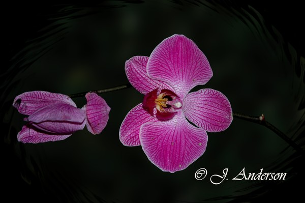 An Orchid