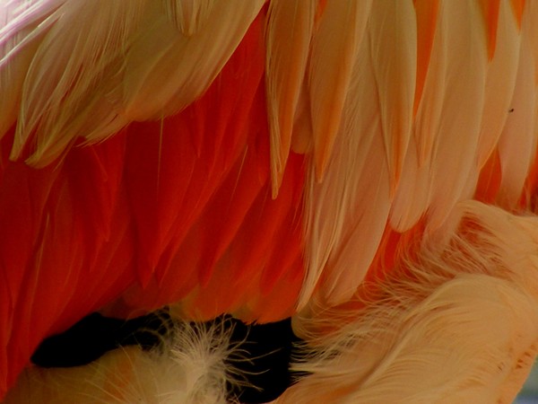 Flamingo Feather's
