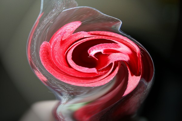 twisted rose
