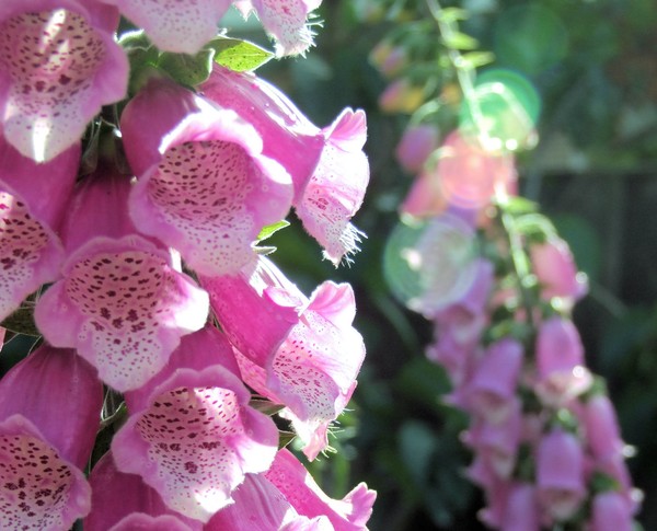 Pink Foxgloves after the Rain