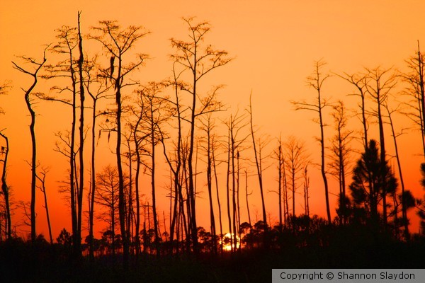 World on Fire