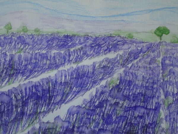 Lavendar Fields