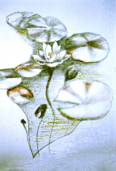 Waterlilies