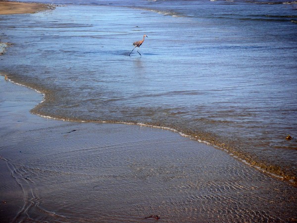 Being One With The Gulf - Playing