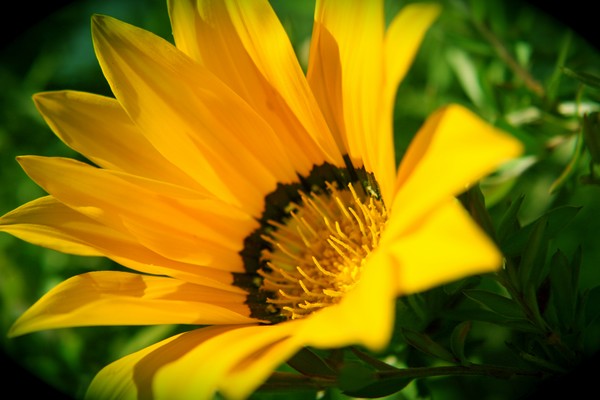 Yellow Beauty