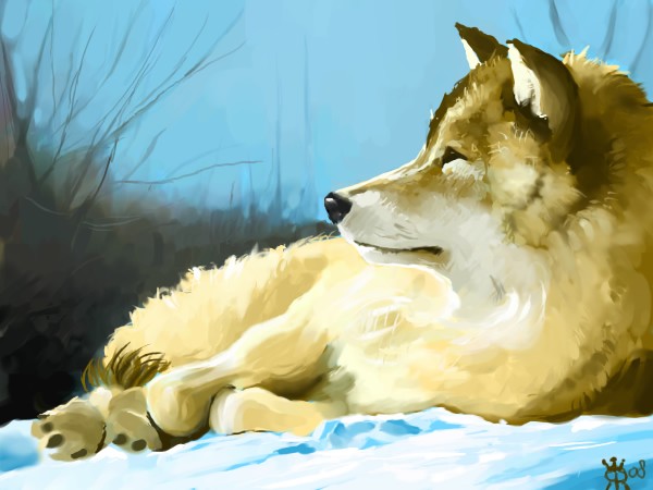 Wolf II