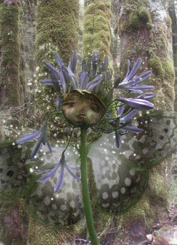 The wonders of a forest