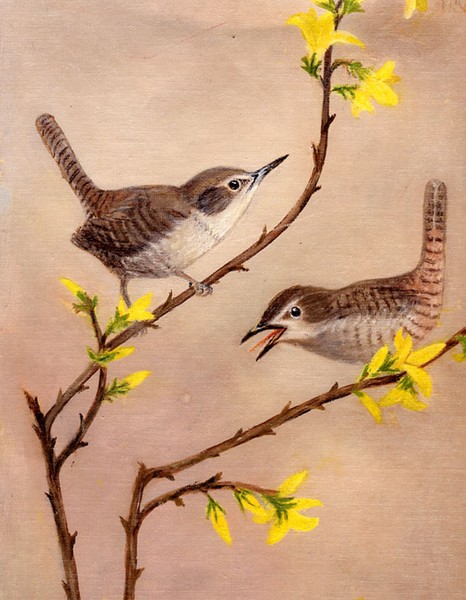 Saucy Wrens