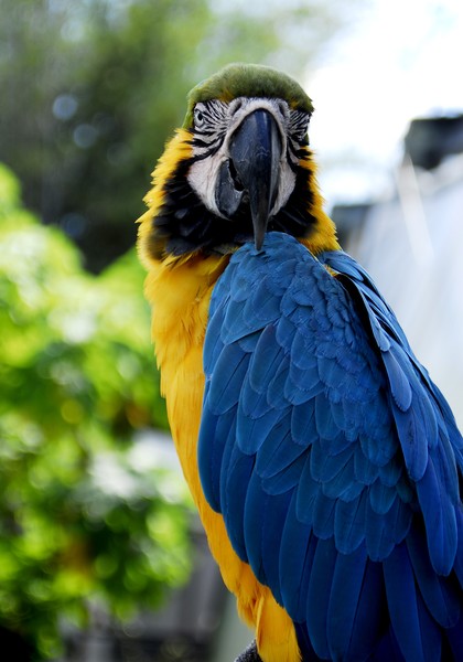 Macaw Looking at You