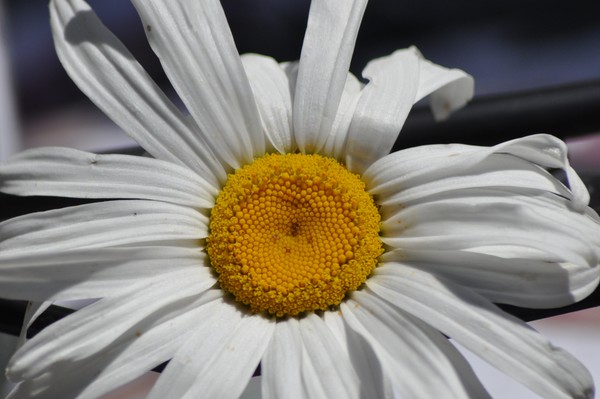 white daisy