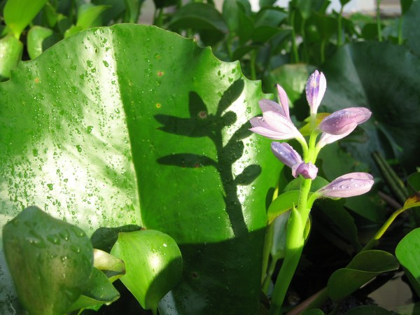 Samoan Flora