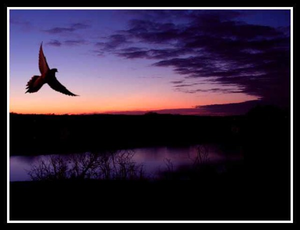 Dove In Flight At Sunset