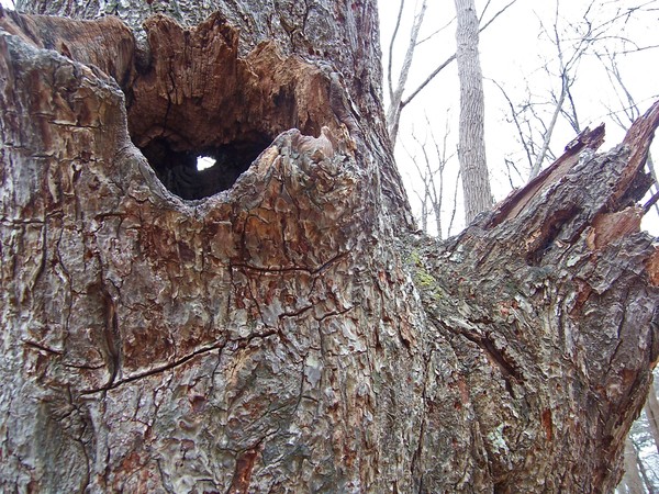 SEE THRU THE TREE