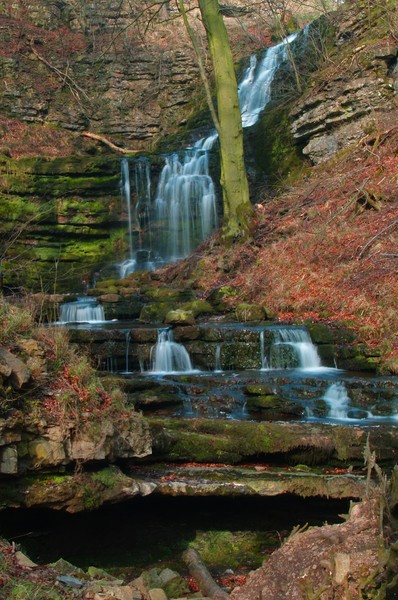 Scaleber Force