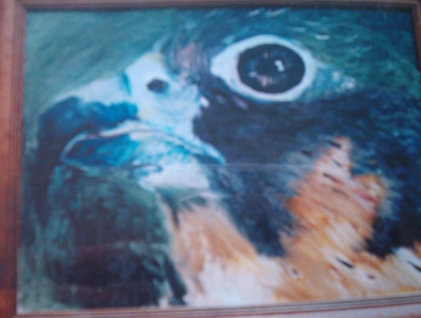 perigrine falcon