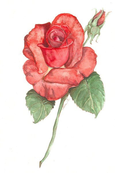 Mom's Rose