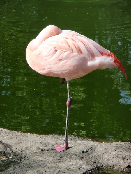 Flamingo