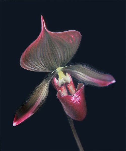 Orchid Seduction