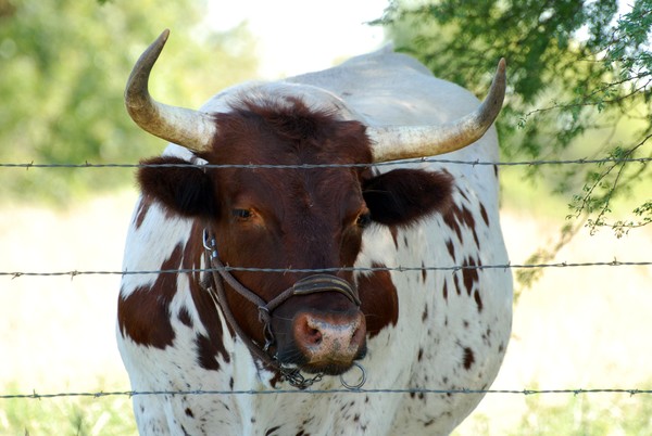 Got Beef