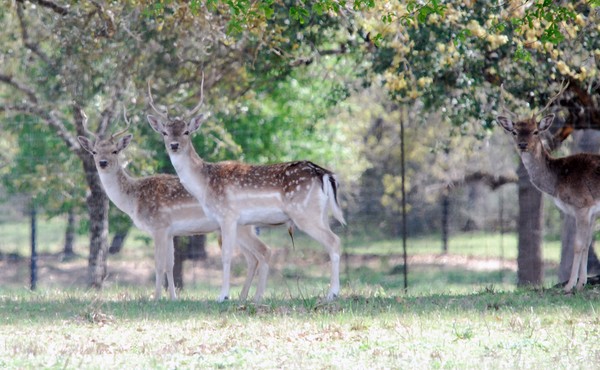 Axis Bucks