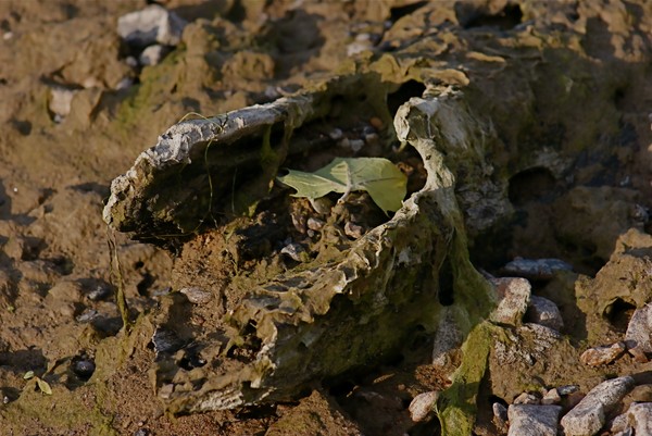 River Wood