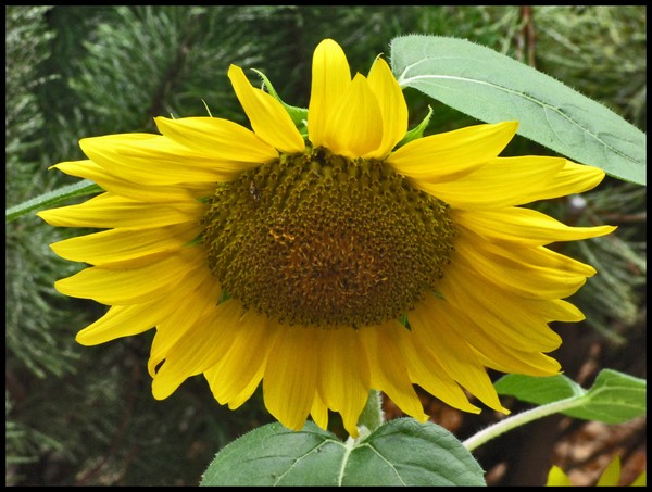 SUNFLOWER