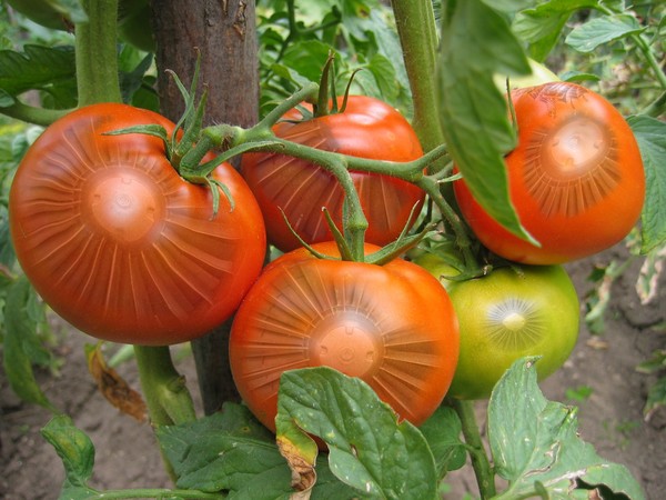 Genetic Tomatoes