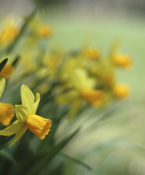 Daffodil  ( Bokeh )
